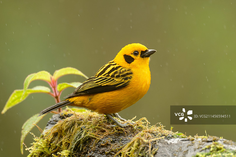 金色唐纳雀图片素材