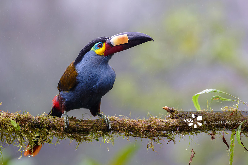 盘嘴巨嘴鸟图片素材