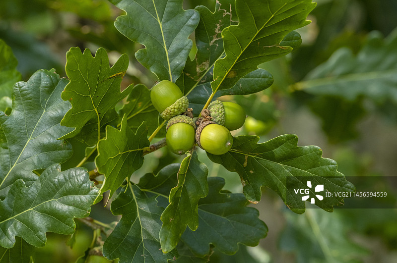 夏末无梗花栎的橡子图片素材