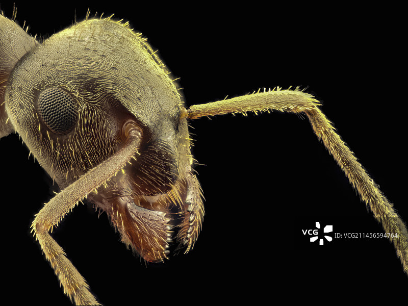 黑蚂蚁头部图片素材