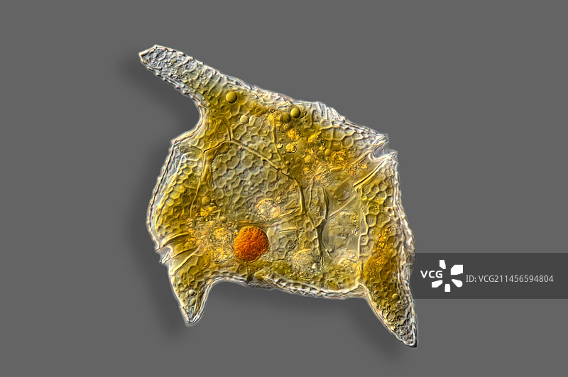 角甲藻显微照片图片素材