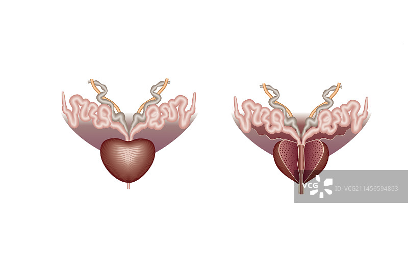 健康的男性前列腺插图图片素材