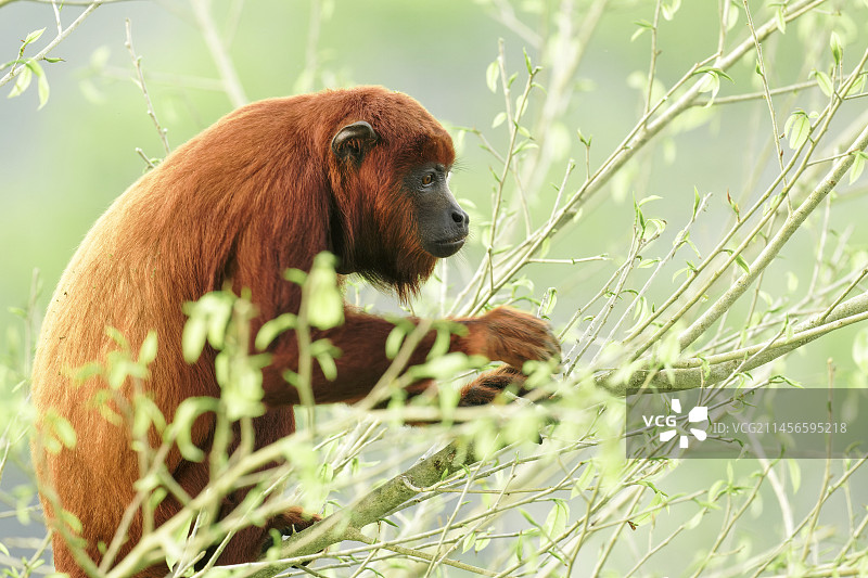 红色吼猴图片素材
