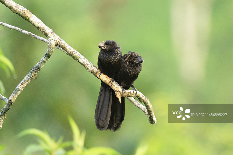 滑嘴犀鹃图片素材