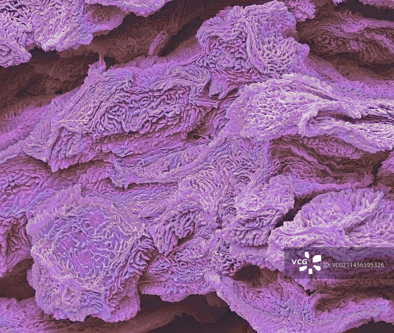 手指皮肤扫描电子显微镜图图片素材