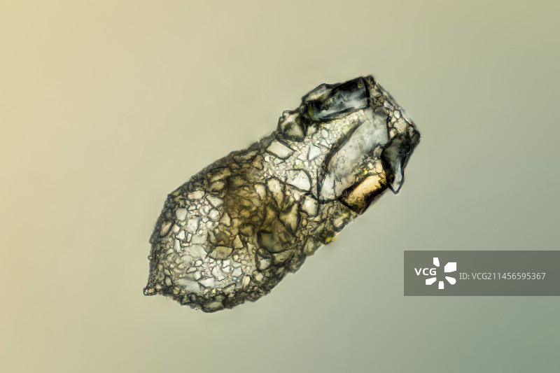 有壳变形虫显微照片图片素材