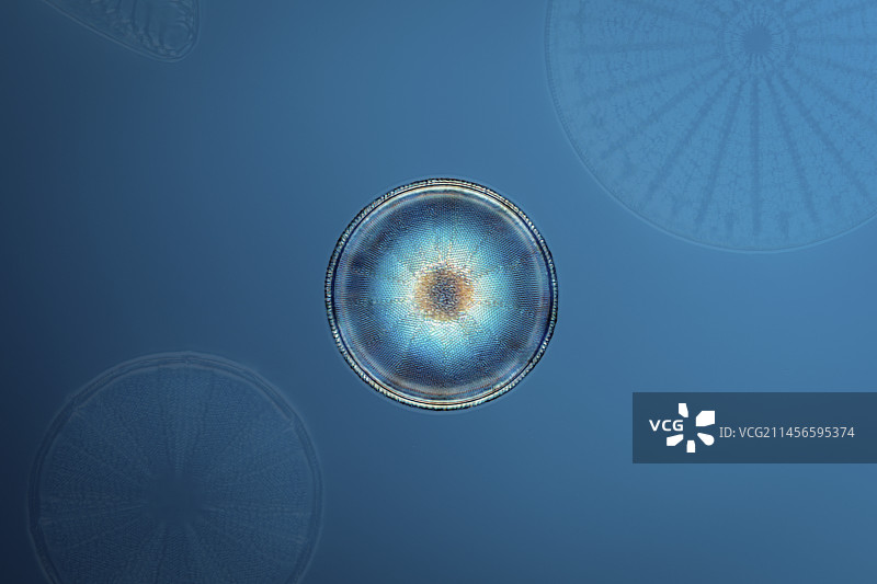 圆筛藻属硅藻光镜照片图片素材