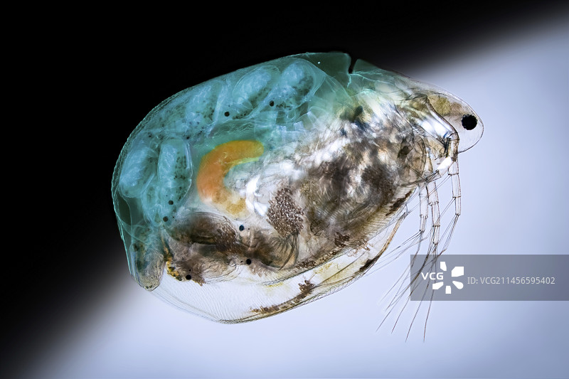 水蚤显微照片图片素材