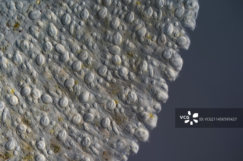 水螅触手与刺细胞，光学显微照片图片素材