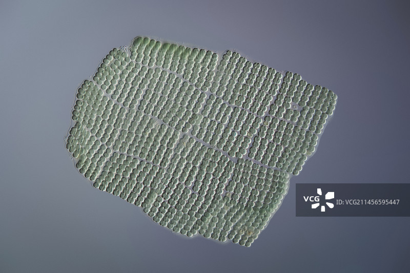 Merismopedia sp. 蓝细菌，光学显微照片图片素材