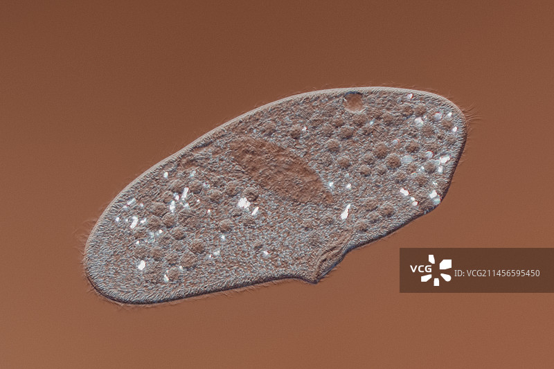 草履虫纤毛虫显微照片图片素材