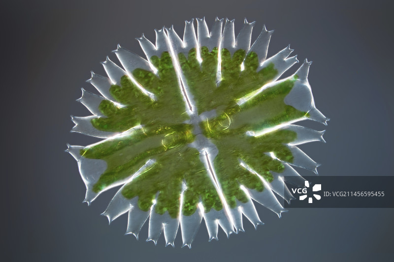 绿藻显微照片图片素材