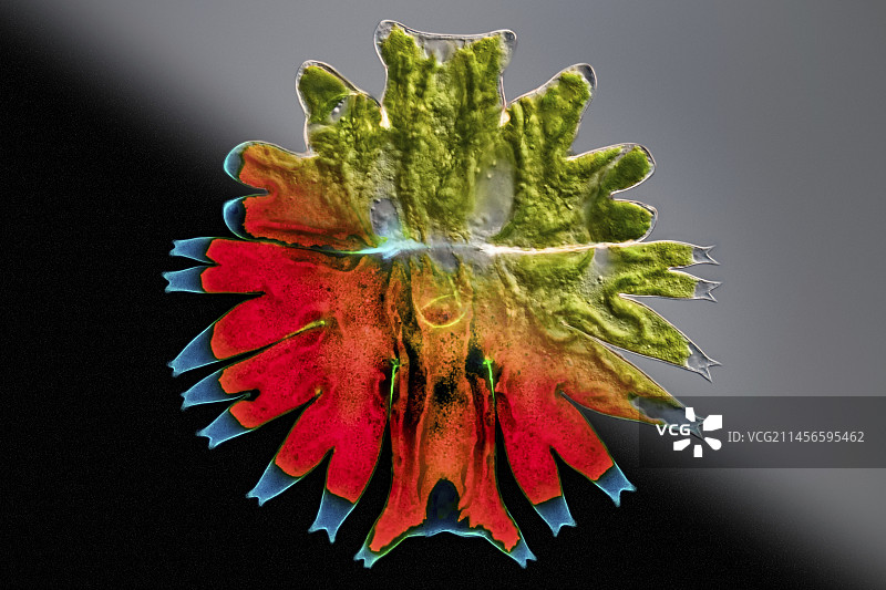 绿藻显微照片图片素材