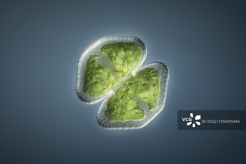 绿藻显微照片图片素材