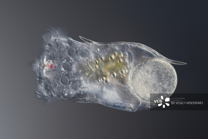 轮虫显微照片图片素材