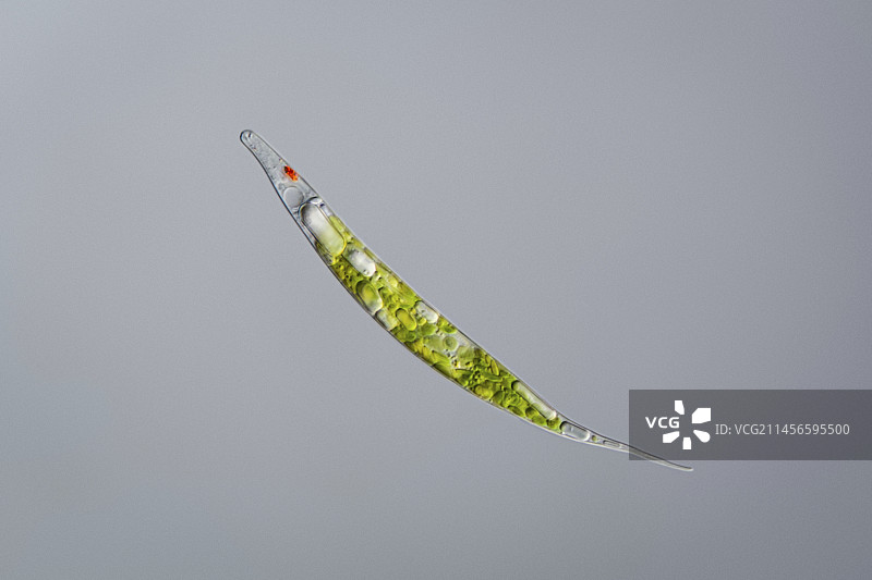 Lepocinclis acus原生生物显微照片图片素材