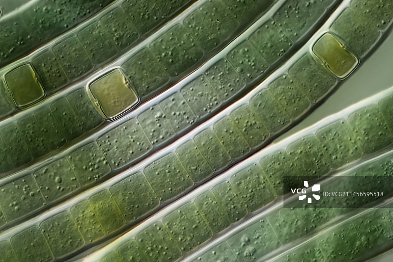 鞘丝藻透明蓝细菌显微照片图片素材