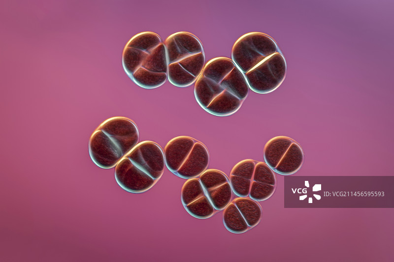 Chrococcus sp.蓝细菌，光学显微照片图片素材