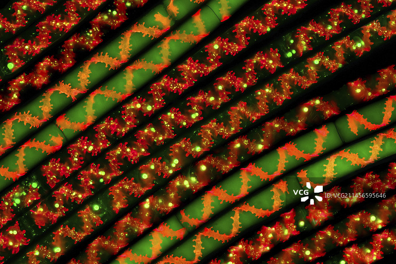 绿藻显微照片图片素材