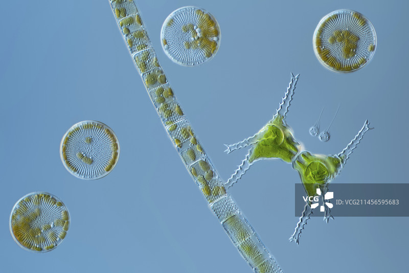 绿藻和硅藻，光学显微镜照片图片素材