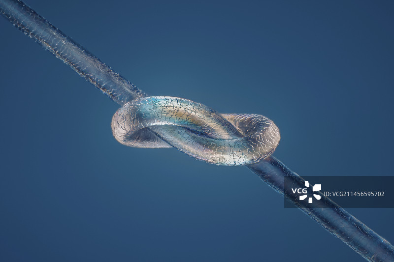 人类头发的显微照片图片素材