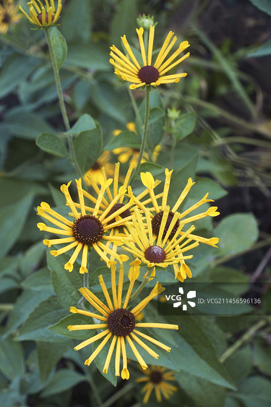 紫锥花植物图片素材