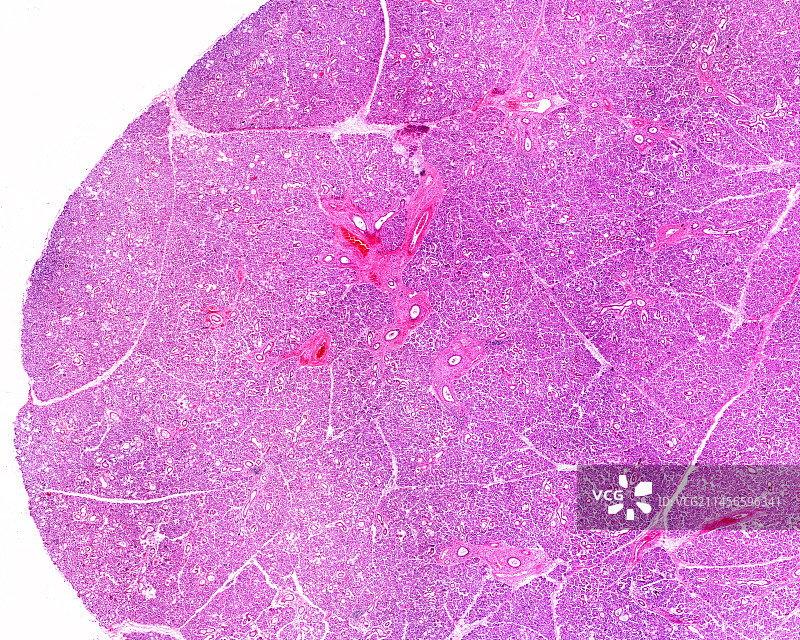 人体下颌下腺光学显微照片图片素材