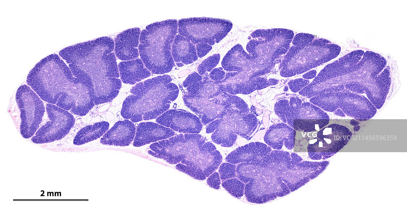 人体胸腺光学显微照片图片素材