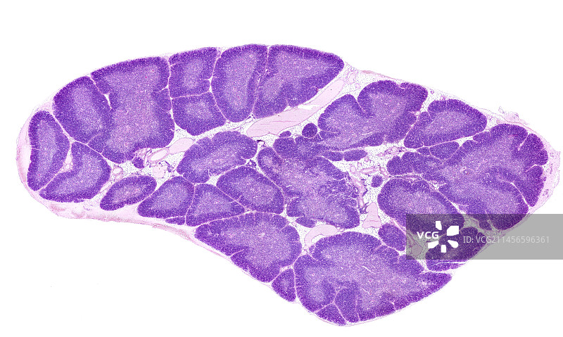 人体胸腺光学显微照片图片素材