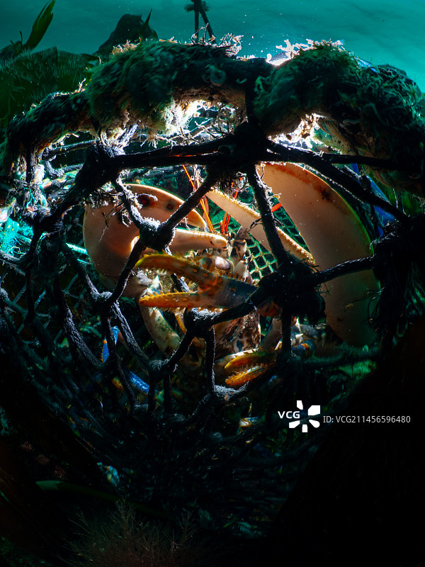 困在捕龙虾器里的普通龙虾的爪子图片素材