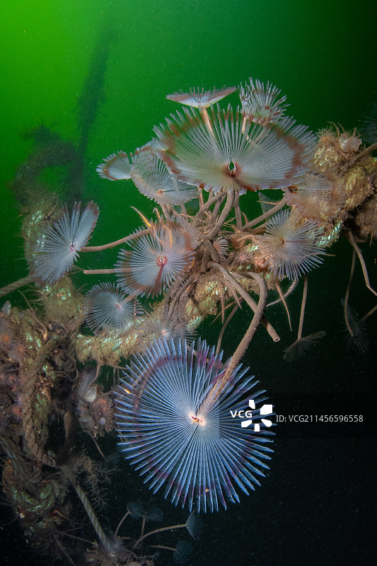 孔雀管虫群图片素材