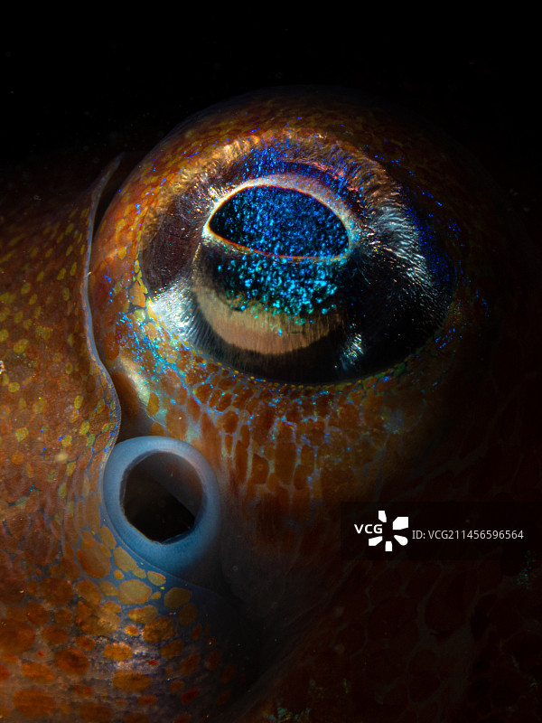 短尾乌贼的眼睛图片素材