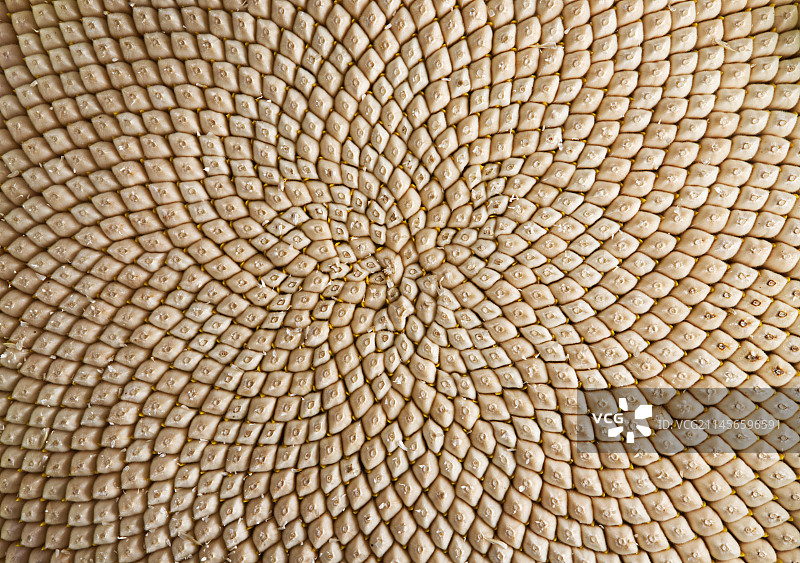 向日葵头部图片素材