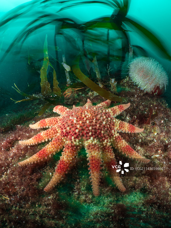 普通太阳海星图片素材