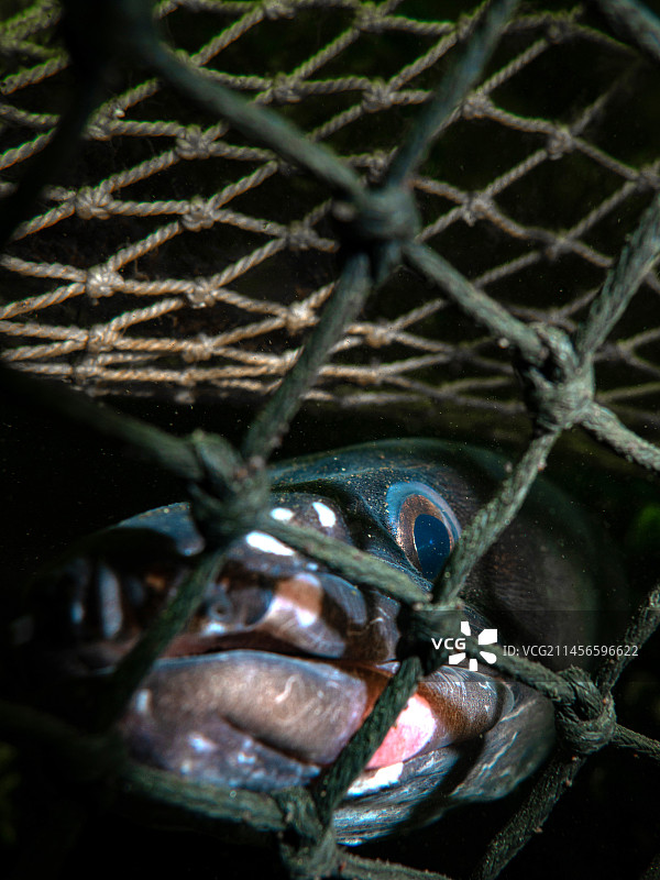 鳗鱼困在龙虾陷阱里图片素材