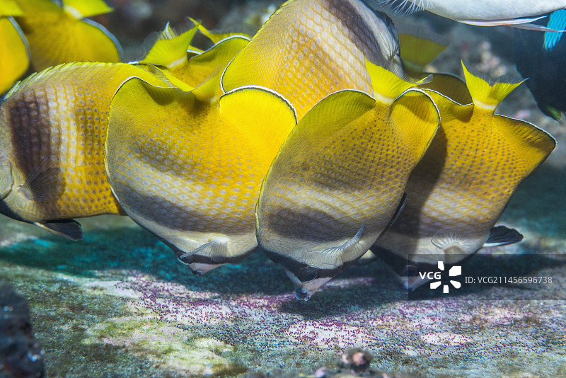 克莱因蝴蝶鱼以军士长鱼卵为食图片素材