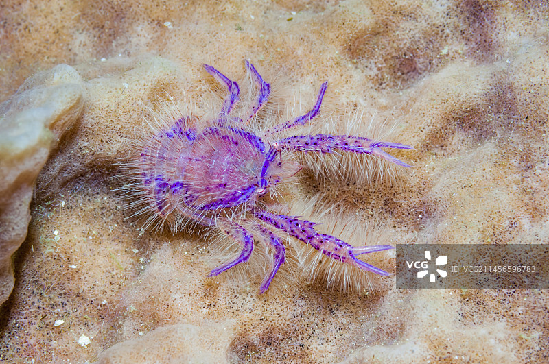 海绵上的多毛蹲龙虾图片素材