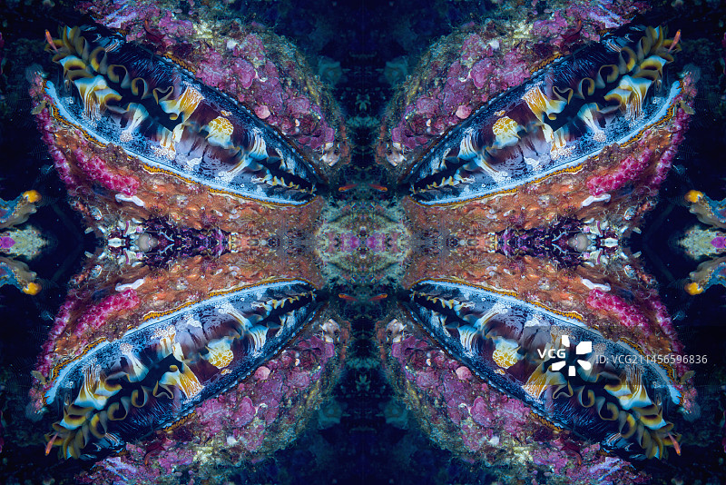 多刺牡蛎的壳抽象图像图片素材