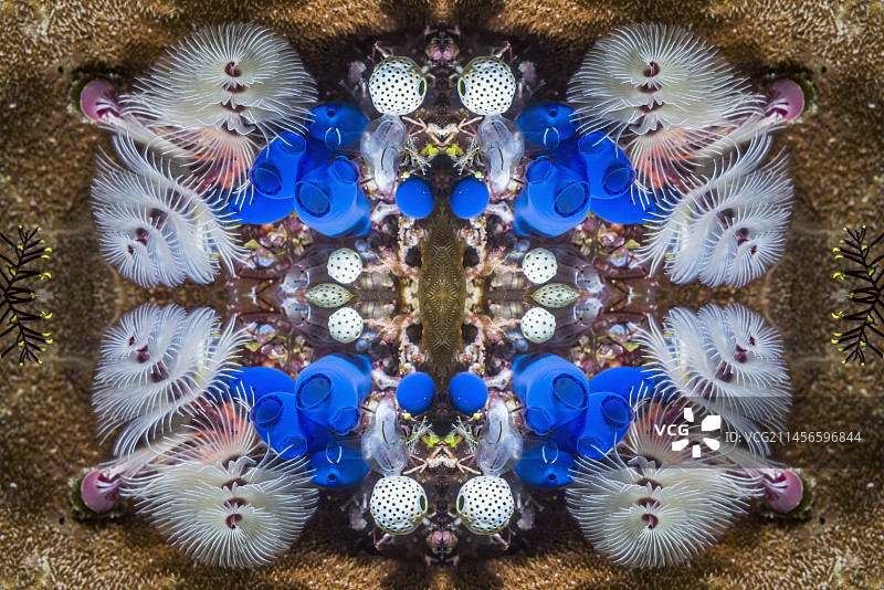 海鞘和圣诞树蠕虫抽象图像图片素材