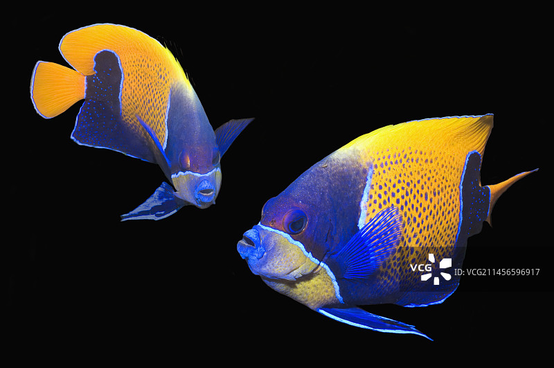 蓝带神仙鱼图片素材