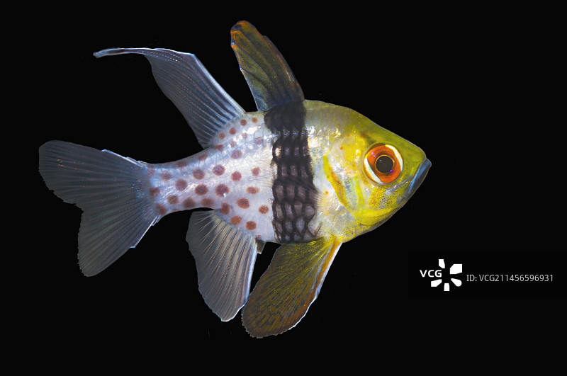 丝鳍 cardinalfish图片素材