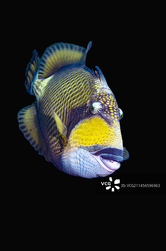 泰坦炮弹鱼图片素材