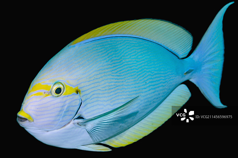 长身刺尾鱼图片素材