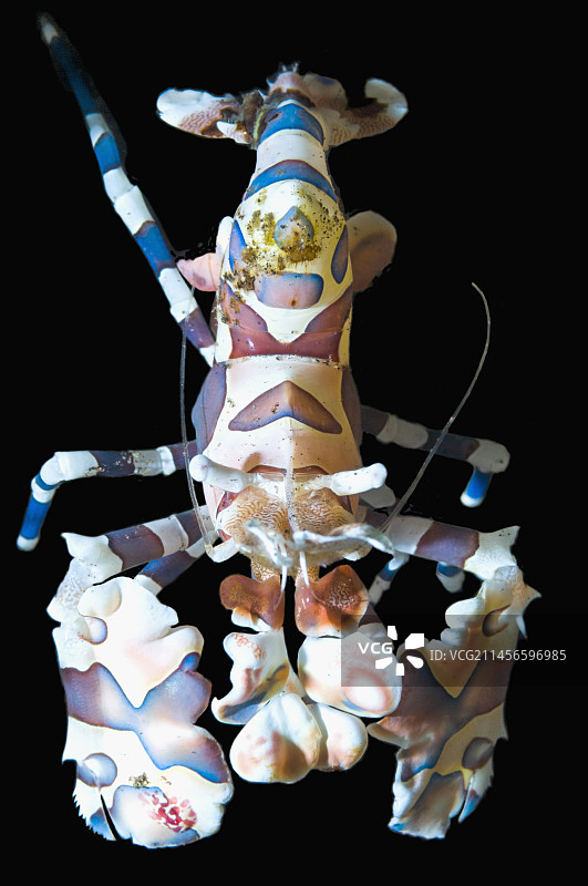 丑角虾图片素材