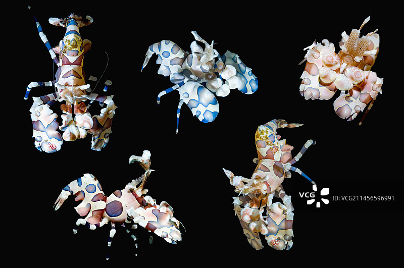 丑角虾图片素材