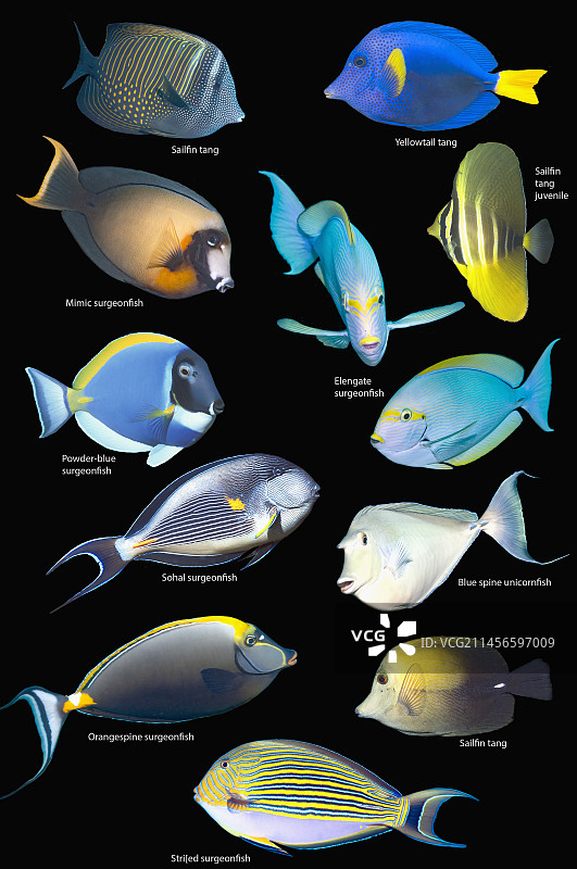 刺尾鱼合成图图片素材