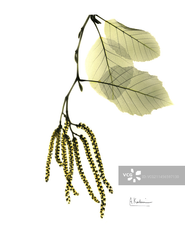 桤木花穗X光图片素材