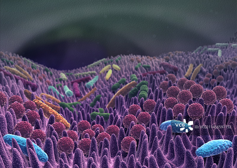 肠道菌群插画图片素材