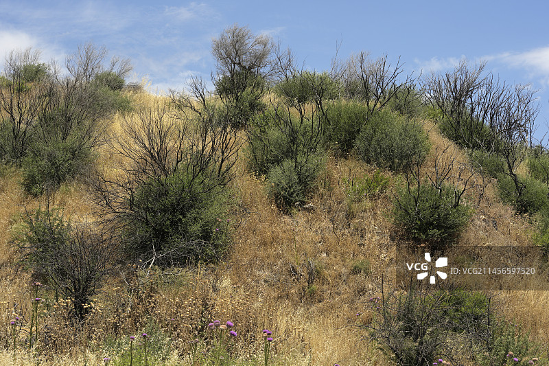 2021年火灾后一年的再生图片素材