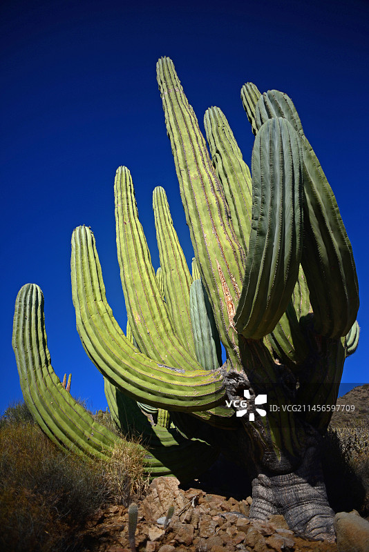 墨西哥巨人柱仙人掌图片素材